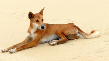 Canis lupus dingo