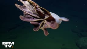 Cette rare espèce de pieuvre a été aperçue à 3.000 mètres de profondeur