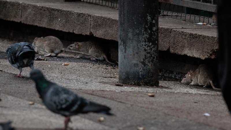 Un homme qui marche entre des pigeons et des rats à Paris le 19 février 2024 