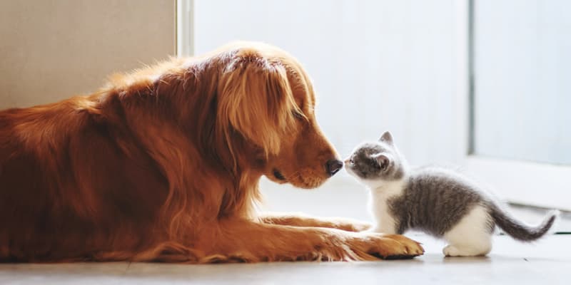 Quels avantages y a t-il à souscrire à une assurance chien chat ? 