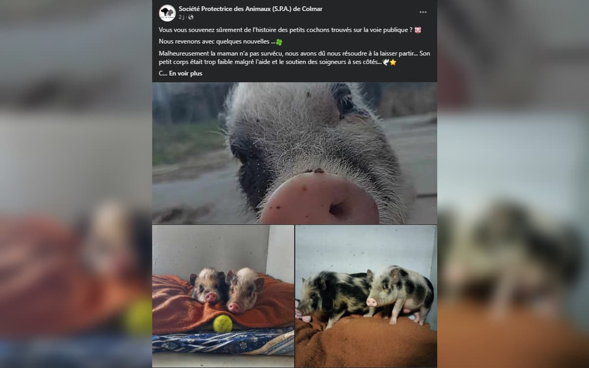 placeholder video