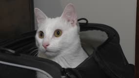 Monet, le chat d'un couple parisien, fin août 2025.