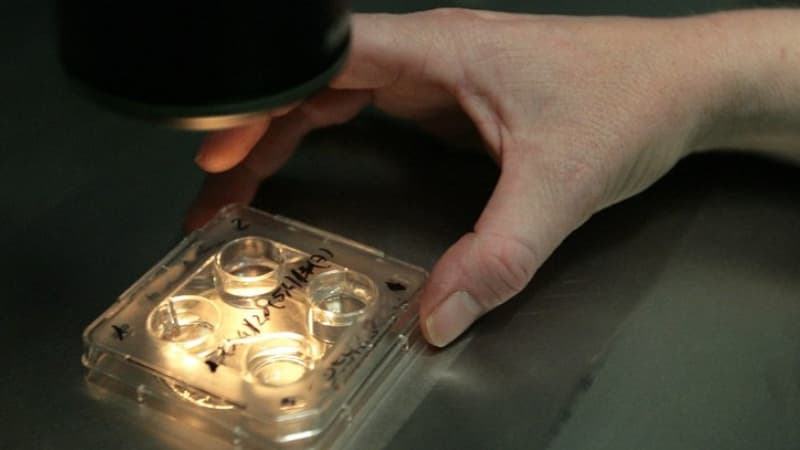 Des médecins observent des embryons dans une clinique de Barcelone, dans un centre de procréation médicalement assistée (Photo d'illustration). - JOSEP LAGO / AFP