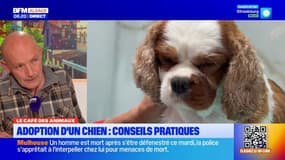 Le Café des Animaux: les conseils pratiques pour l'adoption d'un chien