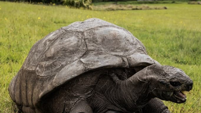 Jonathen a Sainte-Hélène, en 2017 Jonathen a Sainte-Hélène, en 2017