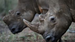 Deux rhinocéros adultes et un petit ont été tués par des braconniers. 