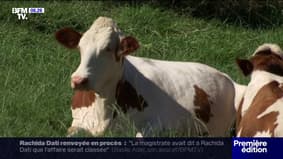 Épidémie de dermatose: près de 200 tonnes de fromages Savoy bloqués pendant trois semaines