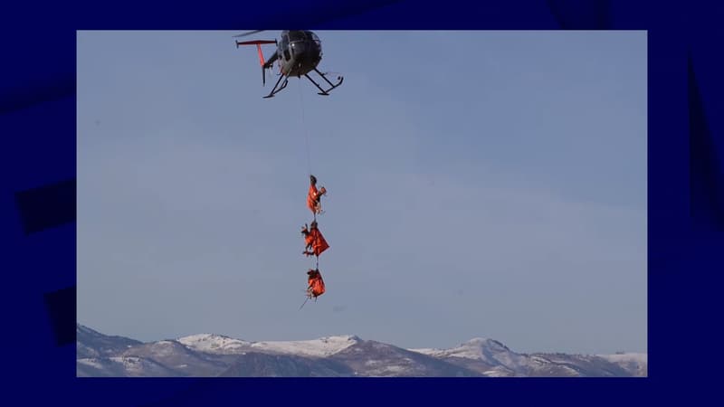 États-Unis: l'impressionnant transport en hélicoptère de cerfs pour un examen de santé
