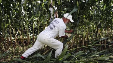 Fauchage dans un champ de maïs OGM près de Toulouse. Le gouvernement français a saisi lundi la Commission européenne pour lui demander de suspendre l'autorisation de mise en culture du maïs transgénique Monsanto 810. /Photo d'archives/REUTERS/Georges Bart