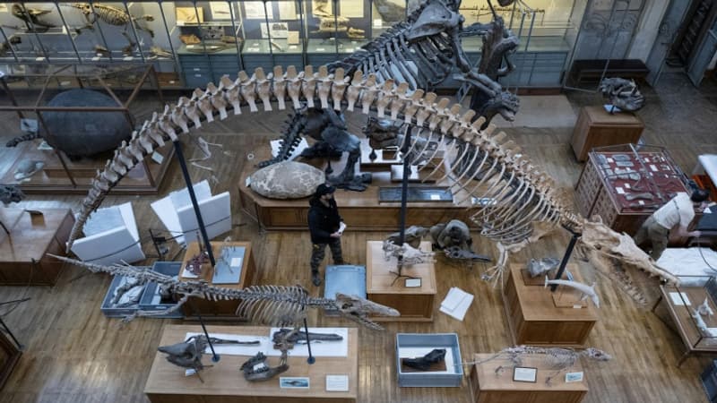 Il célèbre ses 400 ans dans un état de délabrement avancé : le Muséum national d'histoire naturelle a besoin de plus d'un milliard pour sa mise aux normes
