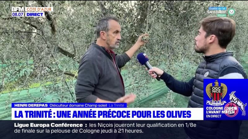 Alpes Maritimes une demi recolte pour les olives cette annee 1513422