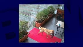 Une chienne porte son chiot chez le vétérinaire, le 13 janvier 2025