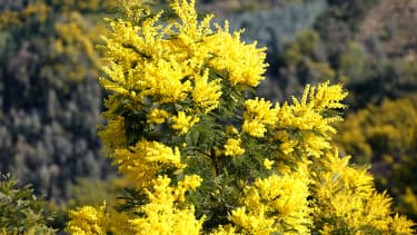 Des mimosas en fleurs en février.