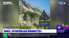 Alpes-de-Haute-Provence: un panneau signale le passage de marmottes au col de la Cayolle