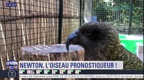 Newton, le kéa du jardin des Plantes livre ses pronostics depuis le début de la Coupe du monde