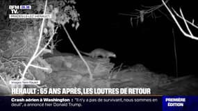 65 ans après leur disparition, les loutres sont de retour dans le Gard et l'Hérault