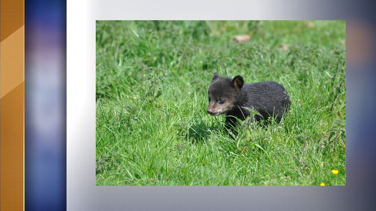 Un des oursons né au parc animalier Un des oursons né au parc animalier