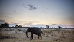 Plus de 50 éléphants ont été victimes de la sécheresse en un mois au Zimbabwe.