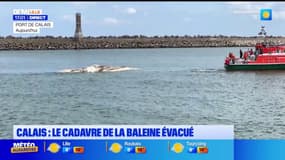 Calais: le cadavre de la baleine échouée dans le port a été évacué