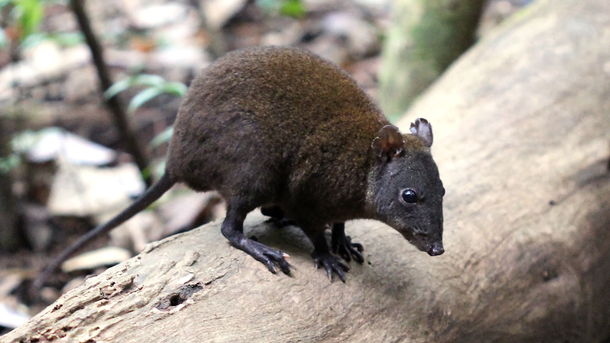 Un petit rat-kangourou musqué, un marsupial vivant dans le bush et pesant à peu près le même poids qu'une miche de pain, dans les Atherton Tablelands, une région montagneuse du nord de l'Australie. Octobre 2020, publication officielle le 20 mars 2025.