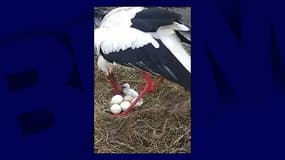 Le premier des six œufs du couple de cigognes installé à Sarralbe (Moselle) a éclos ce mercredi.