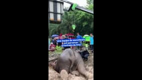 En Thaïlande, l'impressionnant sauvetage d'un éléphanteau et de sa mère