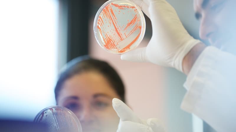 Deinove qui travaille sur une nouvelle génération de procédés industriels fondée sur des bactéries va développer un procédé de production d'additifs naturels