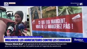 Mulhouse: les agriculteurs se mobilisent contre la prolifération des corbeaux