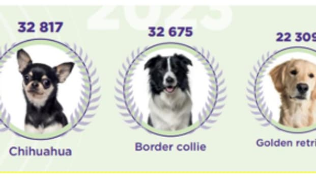 Les races de chien les plus représentées en France, en 2023, selon les données I-CAD révélées le 16 mai 2024.