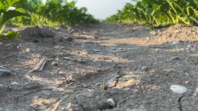 Des sols souffrant de la sécheresse en Alsace. 