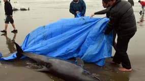 Des habitants tentent de sauver des dauphins d'Electre échoués sur une plage d'Hokota, au nord-est du Japon, le 10 avril 2015
