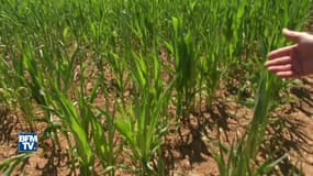 Canicule: la sécheresse menace les agriculteurs du Nord
