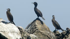 Des cormorans se sèchent sur l'île Rouzic. Juin 2004. (Photo d'illustration)