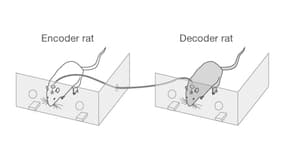 Les cerveaux des deux rats sont reliés par un câble.