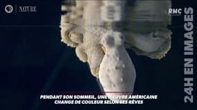 Les images incroyables d'un poulpe qui change de couleur... dans sommeil