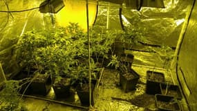 Un habitant de Roanne cultivait une centaine de pieds de cannabis.