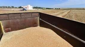 Du blé fraîchement récolté dans un champ de Jedaida, le 12 juin 2021 en Tunisie