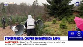 Saint-Pierre-Bois: couper soi-même son sapin de Noël