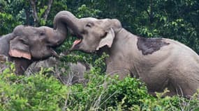 Les éléphants détiennent l'odorat le plus développé du règne animal. Ce qui n'empêche pas de se battre ou s'amuser à coups de trompe.
