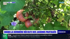 Digne-les-Bains: l'heure de la dernière récolte pour les jardins partagés