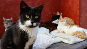 Des chats dans un refuge sur l'île méditerranéenne de Chypre (photo d'illustration)