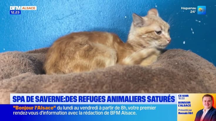 Les refuges animaliers saturés, la SPA de Saverne met en place une liste d'attente