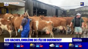 Les vaches, emblème commun de l'île de Guernesey et de la Normandie