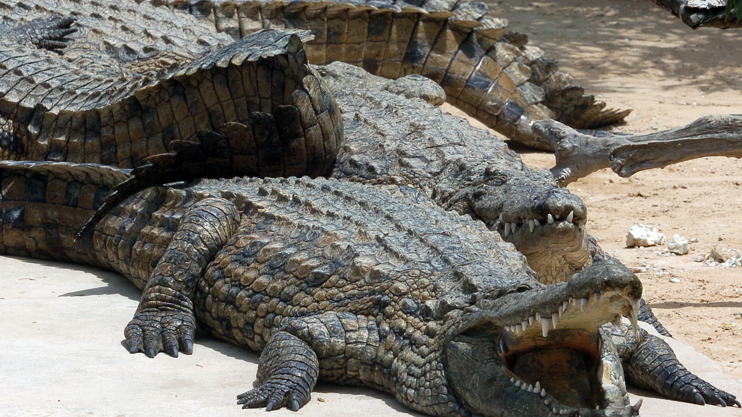Нильский крокодил жирный