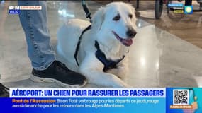 Nice: une chienne pour rassurer les voyageurs à l'aéroport