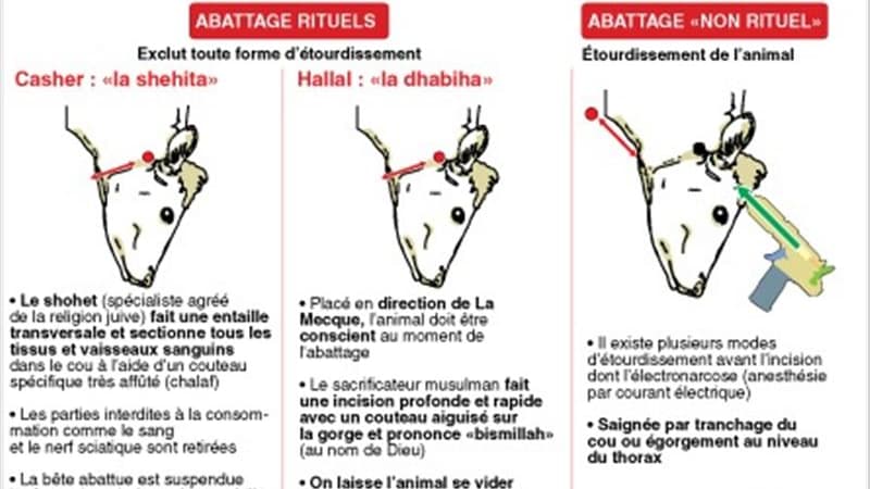 LES DIFFÉRENTS MODES D'ABATTAGE DES ANIMAUX