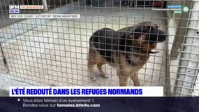 Normandie: les associations craignent une hausse des abandons d'animaux cet été
