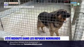 Normandie: les associations craignent une hausse des abandons d'animaux cet été