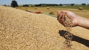 Les producteurs français de blé et de maïs ont annoncé jeudi la création prochaine d'un fonds de solidarité pour venir en aide aux éleveurs affectés par la hausse des cours des matières premières qui entrent dans l'alimentation de leur bétail. /Photo pris