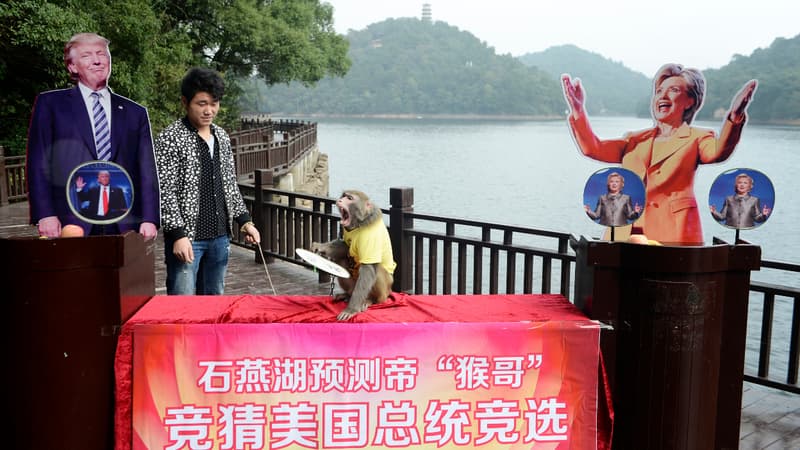 Geda, le singe chinois, avait choisi la photo de Trump.